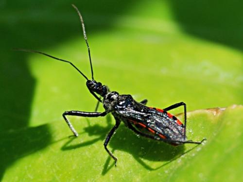 Sphedanolestes sanguineus