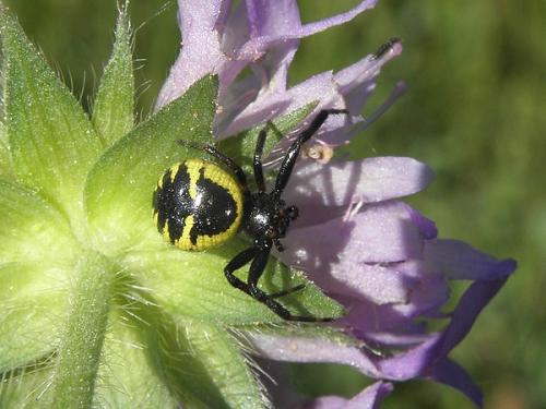 Réf. 70 437 : Synema globosum