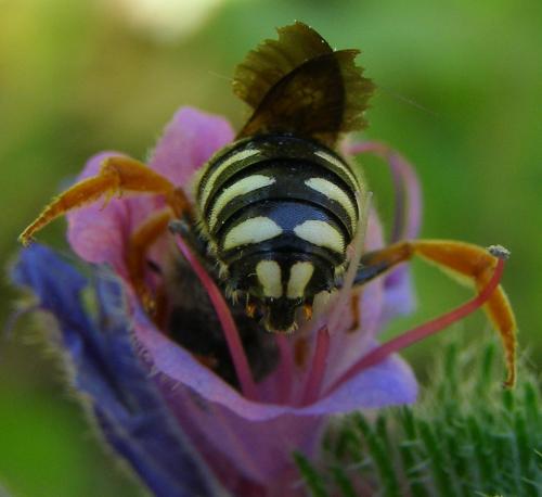 Réf. 70 603 : Rhodanthidium septemdentatum