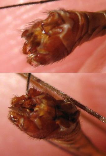 Tipula lunata