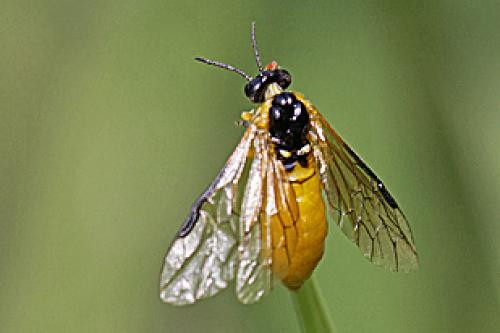Athalia sp.