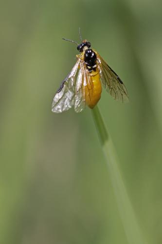 Athalia sp.