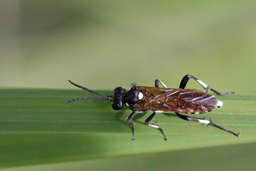 Réf. 70 602 : Macrophya duodecimpunctata