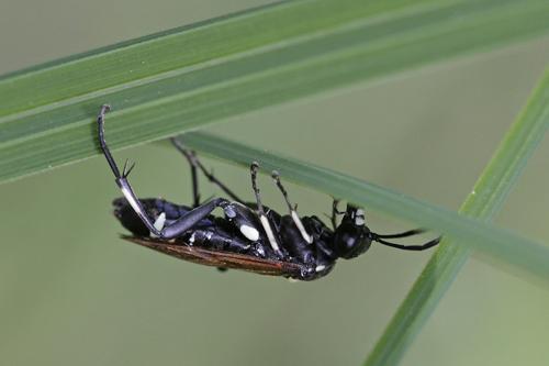 Réf. 70 682 : Macrophya duodecimpunctata