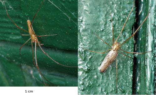 Tetragnatha sp.