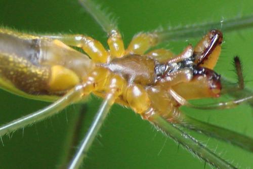 Tetragnatha sp.