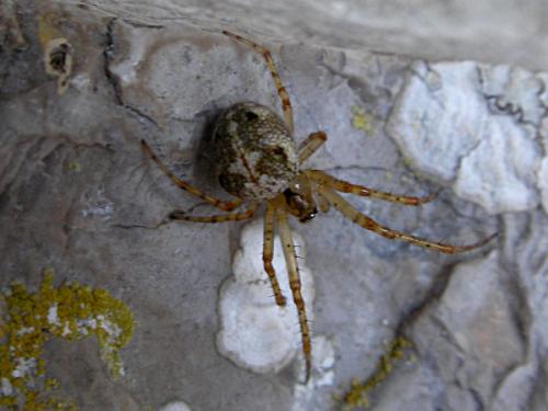 Metellina sp.