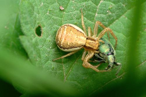 Réf. 70 564 : Xysticus ulmi