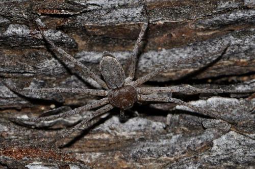 Réf. 70 996 : Philodromus sp.