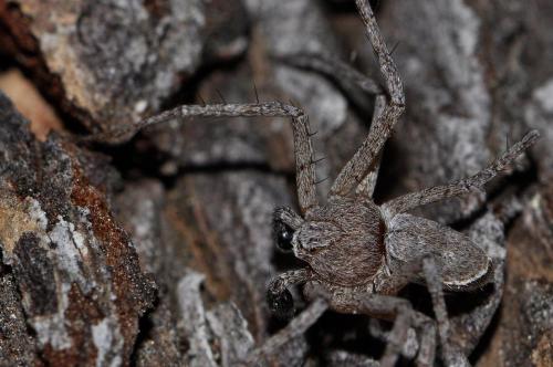 Réf. 70 997 : Philodromus sp.