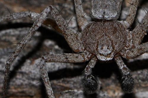 Philodromus sp.
