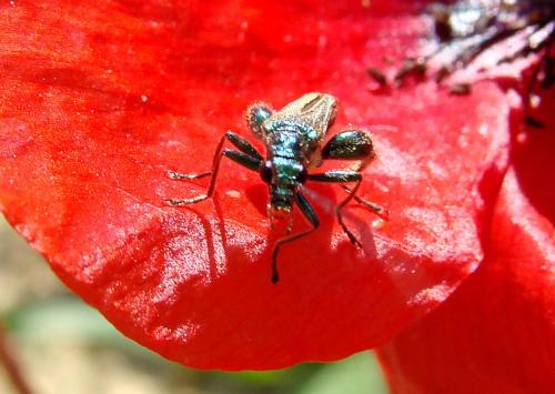 Réf. 70 615 : Oedemera nobilis