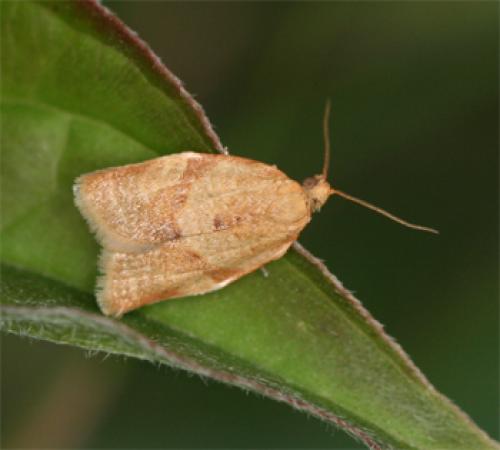 Clepsis consimilana