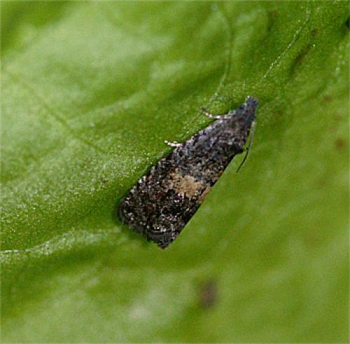 Réf. 70 175 : Endothenia nigricostana