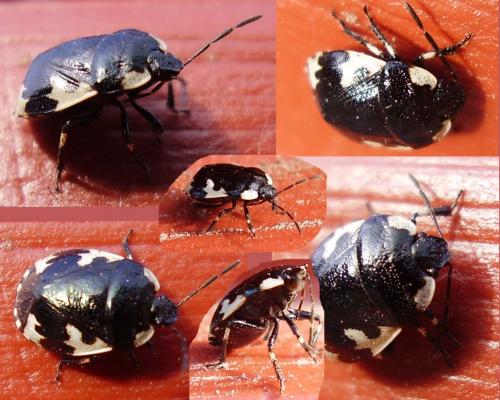 Tritomegas rotundipennis
