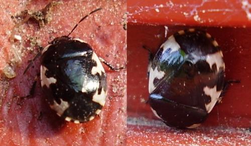 Tritomegas rotundipennis