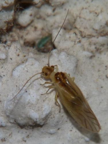 Valenzuela flavidus