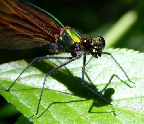 Calopteryx virgo