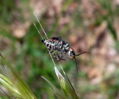 Malachius sp.