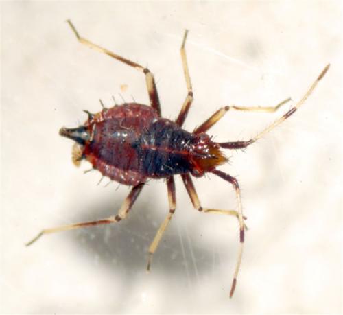 Deraeocoris ruber
