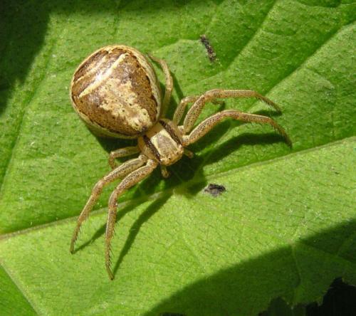 Réf. 70 347 : Xysticus ulmi