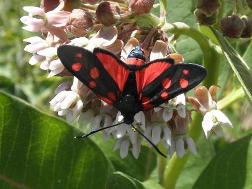 Réf. 70 842 : Zygaena ephialtes
