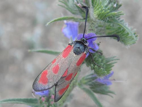 Zygaena loti