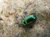 70667 – Photo : Jean-Cyril FREEMAN – Italie