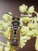Eumenes sp.