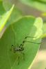 Phaneropterinae inconnu