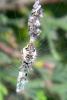 70451 – Photo : Nicolas Alric – France (12)