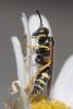 70984 – Photo : Jérémie Lemarié – France (85)