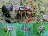 Harmonia axyridis