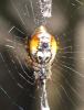 70787 – Photo : Didier Petot – France (77)