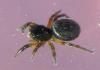 70741 – Photo : Didier Petot – France (13)