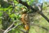 70528 – Photo : Antoine Guibentif – Grèce