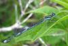 Erythromma lindenii