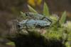 70508 – Photo : f vanhille – France (60)
