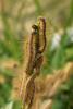 70448 – Photo : Daniel Pollen – Suisse