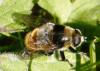 70392 – Photo : David Guedon – France (76)