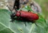 70340 – Photo : Barrie Yorke – France (31)