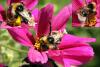 70401 – Photo : Renaud Torres – France (44)