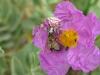 70482 – Photo : Genevieve BUXIN – France (31)