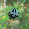 70034 – Photo : Amy – France (82)