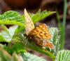 70767 – Photo : Vincent VALLI – France (26)