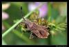 70688 – Photo : Christophe Quintin – France (21)
