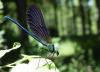 70691 – Photo : Noushka – France (31)