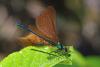 70580 – Photo : Bernard DELEFOSSE – France (26)