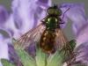 70117 – Photo : Bernard BOHER – France (09)