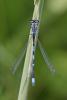 70542 – Photo : Marc Solari – France (68)